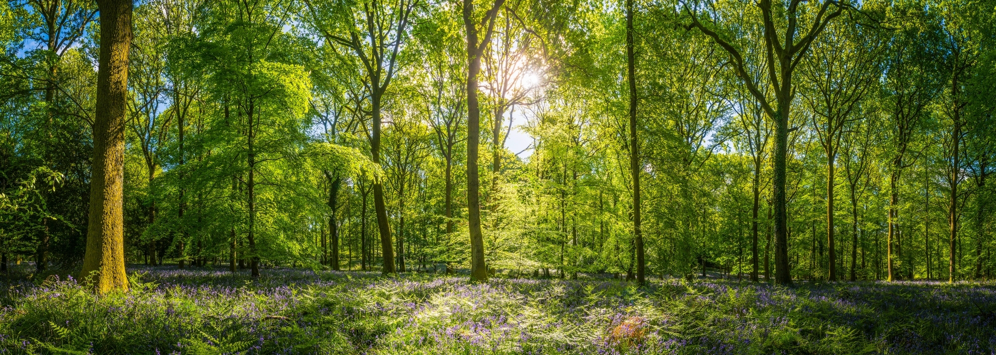 Sunshine warming idyllic woodland glade green forest ferns wildflowers panorama